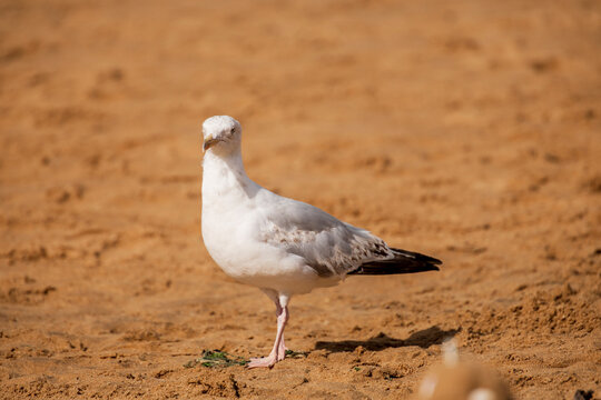 Seagull sitting on the rocks in Broadstairs, Kent