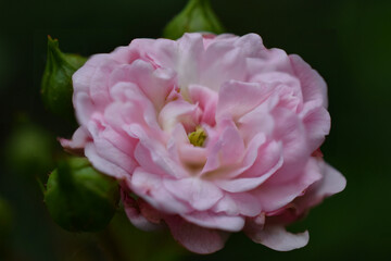 Pink Rose in Bloom, Close Up