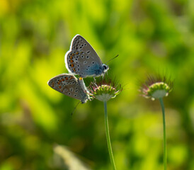 butterfly on a flower