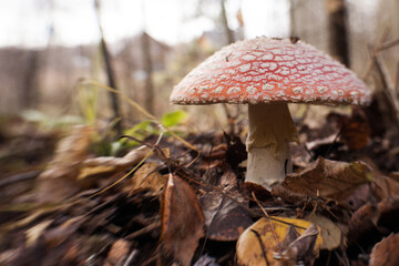 Blured amanita macro


