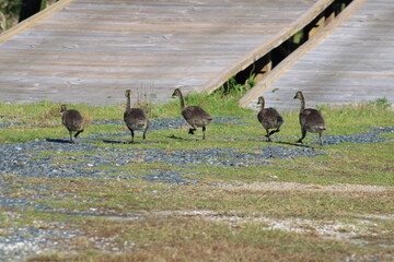 Baby geese