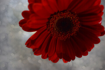 Red Gerbera Daisy Flower With Glittery Background, CloseUp