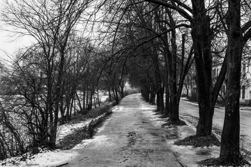 Monochrome spring alley with melting snow