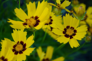 Yellow Flowers, Small Closeup