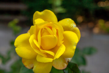 żółta róża w ogrodzie.