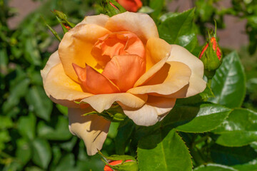 Pomarańczowe róże w ogrodzie. © Roman Trojanowski