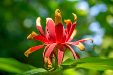 Czerwone kwiaty polne na ładnym rozmytym tle © Roman Trojanowski