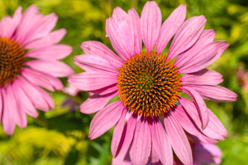 różowe kwiaty na rozblurowanym tle © Roman Trojanowski