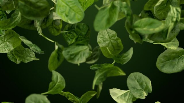 Fresh Green Baby Spinach Leaves Falling in Slow Motion Loop With Alpha Matte