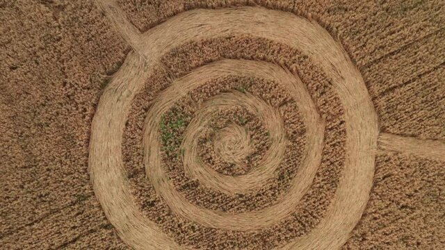Fake UFO circles on grain crop yellow field, aerial top view from drone