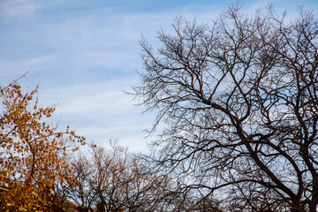 Empty twigs without leaves in a blue sky background