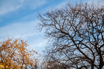 Empty twigs without leaves in a blue sky background