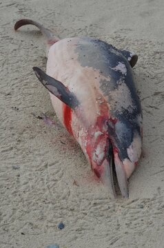 Stranded Short Beaked Common Dolphin (Delphinus Delphis). Dauphin Commun à Bec Court échoué. 