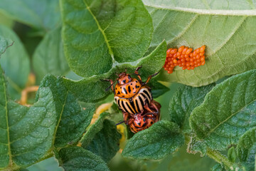 Colorado beetles on young potato leaves, agricultural pest. Colorado potato beetle eggs.
