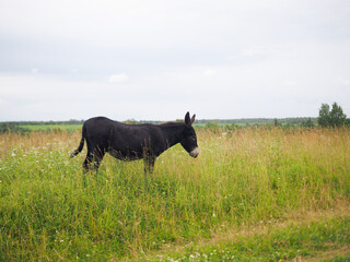 Donkey grazing in the field