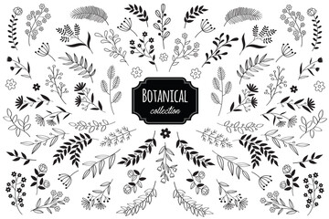 Hand drawn vector floral elements. Branches and leaves. Herbs and plants collection. Vintage botanical illustrations.