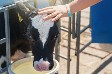 Child hand stroking head of calf on dairy farm, close up.