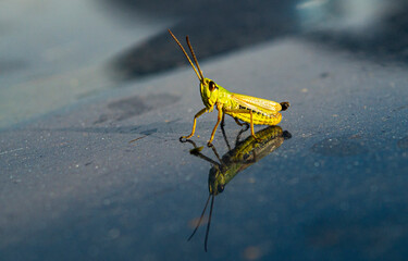 grasshopper