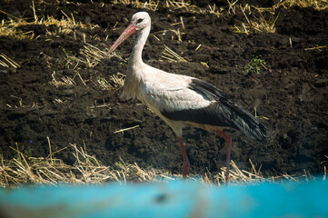 crane on a black plowed field alone