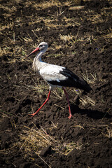 crane on a black plowed field alone