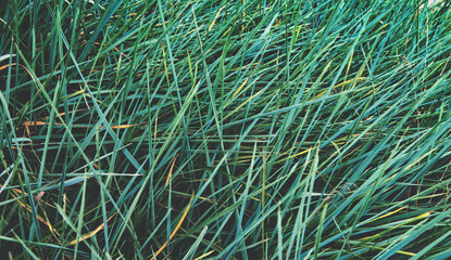 Ornamental sedge, long perennial grass, silver wheatgrass.