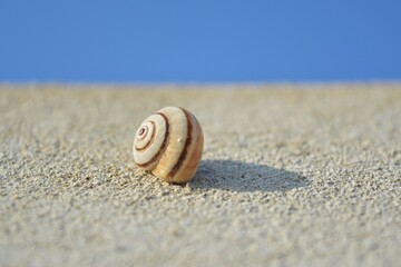 Caracol en el muro