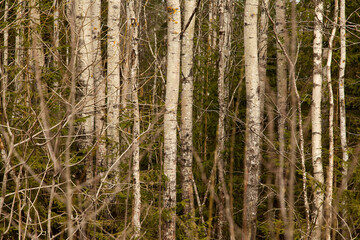Birch trunks texture in forest