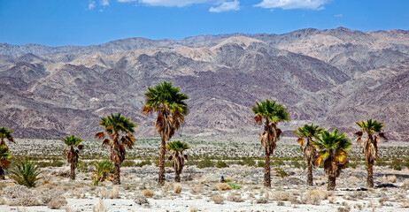 Desert landscape with the Indio Hills in the distance