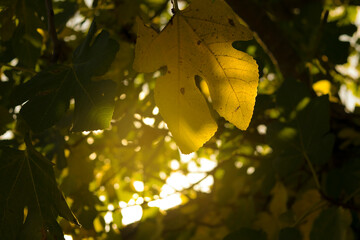 autumn leaves in the sun