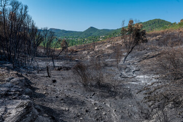 Une forêt  des Cévennes après un incendie