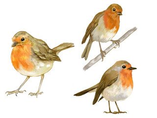 robins isolated on white background