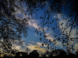 silhouette of branches and leaves of a tree landscape sunset with sky and clouds