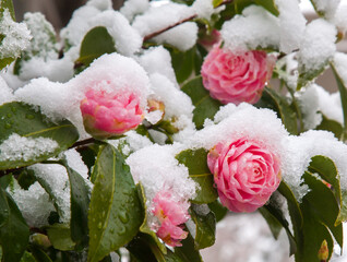 Camela tree in bloom at Bushes Pasture park in salem after a late snow storm in the spring