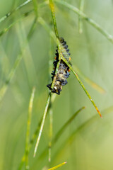 2-spot ladybird ( Adalia bipunctata) larvae