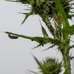 2-spot ladybird ( Adalia bipunctata) larvae on thistle covered with aphids