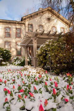 Red Tulips In Bloom At The Historic Bush House In Bushes Pasture Park In Salem After A Late Snow Storm In The Spring