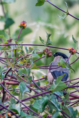 Bullfinch (Pyrrhula pyrrhula)