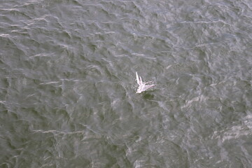 bird and small fish in the water