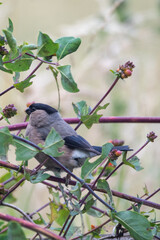 Bullfinch (Pyrrhula pyrrhula)