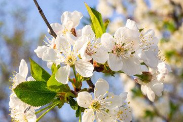 Obraz premium Branches of blossoming apricot macro
