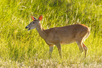 Backlit female deer in tall grass.