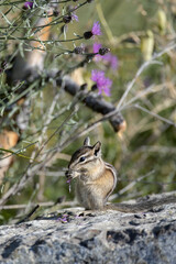 Cute chipmunk eats a flower.