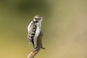 Fototapeta premium Downy woodpecker on top of branch.