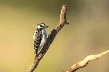 Downy woodpecker on a branch.