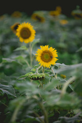 Sunflowers