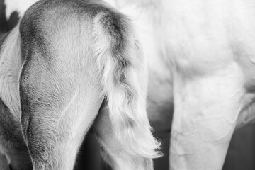 Foal horse fluffy tail on butt close up in black and white.