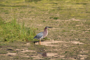 Green Heron in Swamp