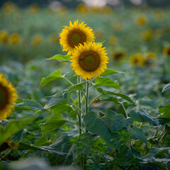 Sunflowers