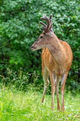 Young buck with antlers in forest