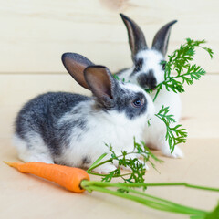 two little baby rabbits eating fresh vegetables, carrot, leaves on wooden background.  feeding the rodent with a balanced diet, food. bunny is a Easter symbol. square